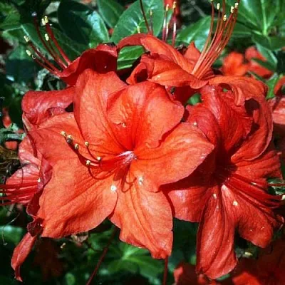 Азалия ДОЛОРОСО листопадная  Азалия ДОЛОРОСО листопадная в Саратове