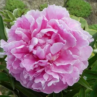 Пион РИМ травянистый  Пион РИМ травянистый в Саратове