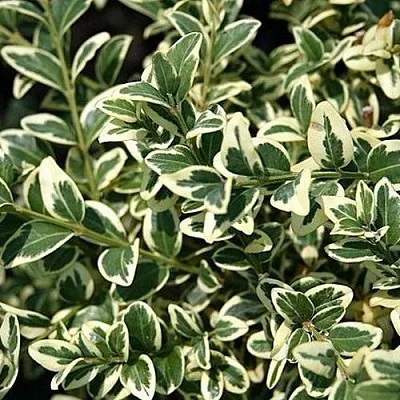 Бирючина ВАРИЕГАТУМ овальнолистная  Бирючина ВАРИЕГАТУМ овальнолистная в Саратове