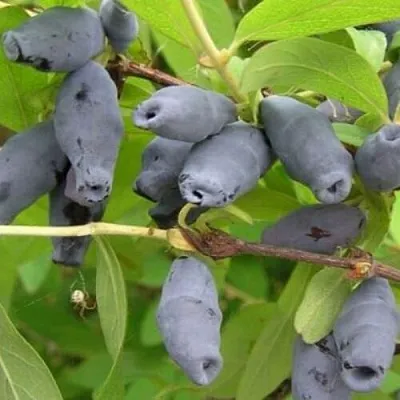 Жимолость съедобная РОКСАНА  Жимолость съедобная РОКСАНА в Саратове