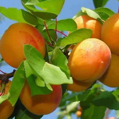 Абрикос КИЕВСКИЙ РАННИЙ  Абрикос КИЕВСКИЙ РАННИЙ в Саратове