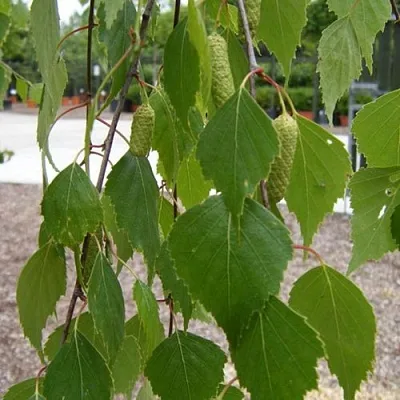 Береза ФАСЦИНЕЙШЕН белая   Береза ФАСЦИНЕЙШЕН белая  в Саратове