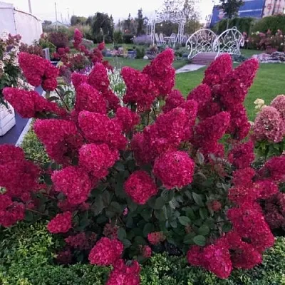 Гортензия САМАРСКАЯ ЛИДИЯ метельчатая  Гортензия САМАРСКАЯ ЛИДИЯ метельчатая в Саратове