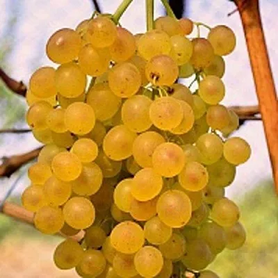 Виноград КИШМИШ КОКТЕЙЛЬ в Саратове