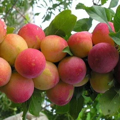 Слива СКОРОПЛОДНАЯ  Слива СКОРОПЛОДНАЯ в Саратове