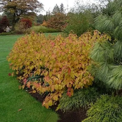Дерен  АННА ВИНТЕР ОРАНЖ кроваво-красный    Дерен  АННА ВИНТЕР ОРАНЖ кроваво-красный   в Саратове