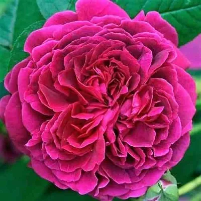 Саженцы роз ВИЛЬЯМ ШЕКСПИР английская  Саженцы роз ВИЛЬЯМ ШЕКСПИР английская в Саратове