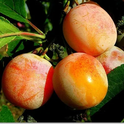 Ранняя  Ранняя в Саратове