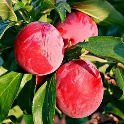 Красная  Красная в Саратове