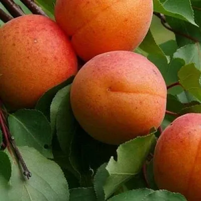 Абрикос ГРАФИНЯ  Абрикос ГРАФИНЯ в Саратове