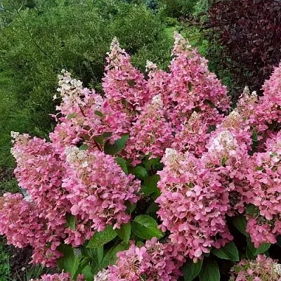 Гортензия ПИНКИ ВИНКИ метельчатая  Гортензия ПИНКИ ВИНКИ метельчатая в Саратове