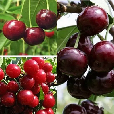 Комплект ВИШНЕВЫЙ САД в Саратове