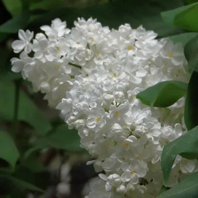 Сирень РУССКИЙ СЕВЕР  Сирень РУССКИЙ СЕВЕР в Саратове