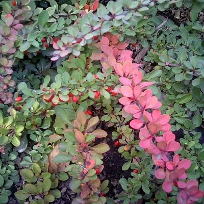 Барбарис ГРИН КАРПЕТ тунберга  Барбарис ГРИН КАРПЕТ тунберга в Саратове