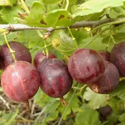 Крыжовник СМЕНА  Крыжовник СМЕНА в Саратове