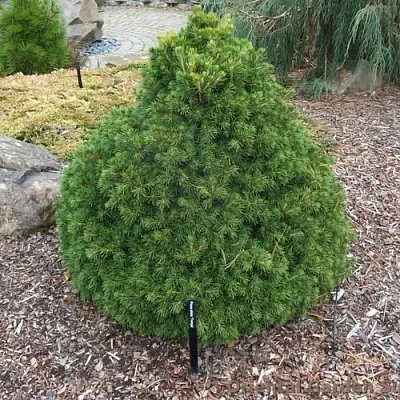 Ель ТОМПА обыкновенная в Саратове