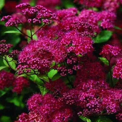 Спирея АНТОНИ ВАТЕРЕР японская  Спирея АНТОНИ ВАТЕРЕР японская в Саратове