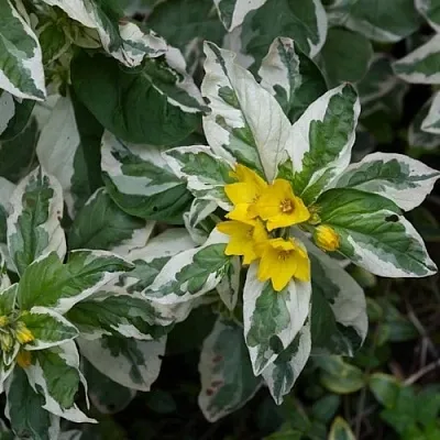 Вербейник АЛЕКСАНДР точечный  Вербейник АЛЕКСАНДР точечный в Саратове