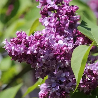 Сирень ИЗОБИЛИЕ  Сирень ИЗОБИЛИЕ в Саратове