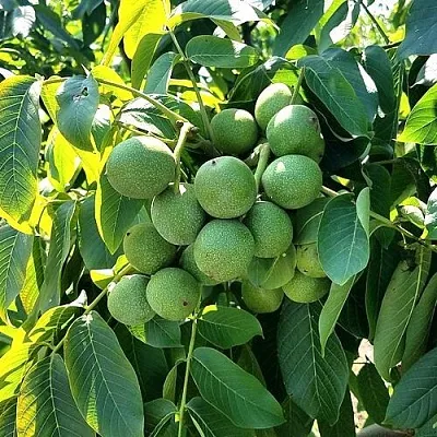 Грецкий орех  ИЗЯЩНЫЙ  Грецкий орех  ИЗЯЩНЫЙ в Саратове