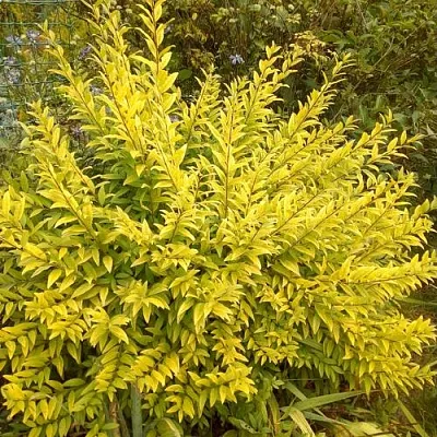 Бирючина АУРЕА обыкновенная  Бирючина АУРЕА обыкновенная в Саратове