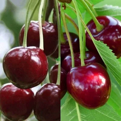 Комплект ВИШНЕВЫЙ ТАНДЕМ в Саратове