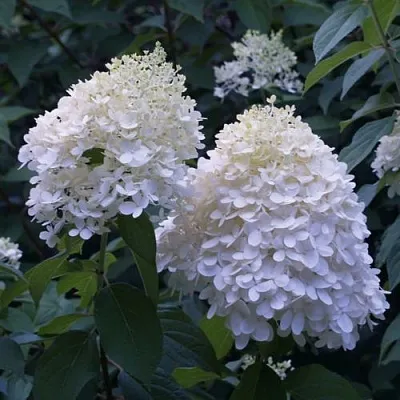 Гортензия ТАРДИВА метельчатая  Гортензия ТАРДИВА метельчатая в Саратове