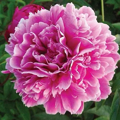 Пион ПУРПУРНАЯ ФЕЕРИЯ травянистый  Пион ПУРПУРНАЯ ФЕЕРИЯ травянистый в Саратове