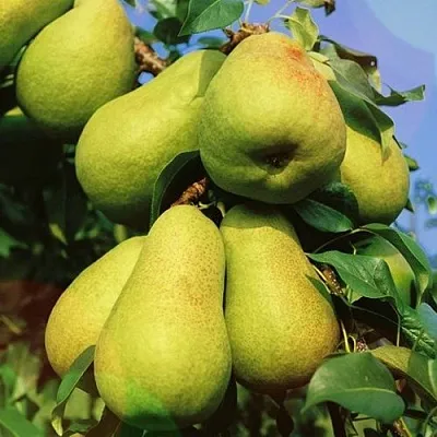 Груша НЕЖНОСТЬ колонновидная	  Груша НЕЖНОСТЬ колонновидная	 в Саратове