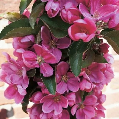 Яблоня ЗЕЛЁНЫЙ БУКЕТ декоративная  Яблоня ЗЕЛЁНЫЙ БУКЕТ декоративная в Саратове