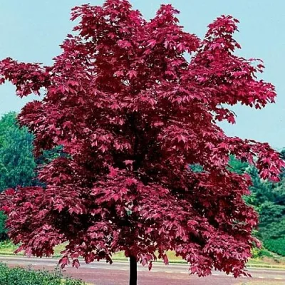 Клен КРИМСОН КИНГ остролистный  Клен КРИМСОН КИНГ остролистный в Саратове