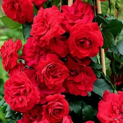 Саженцы роз АМАДЕУС плетистая  Саженцы роз АМАДЕУС плетистая в Саратове