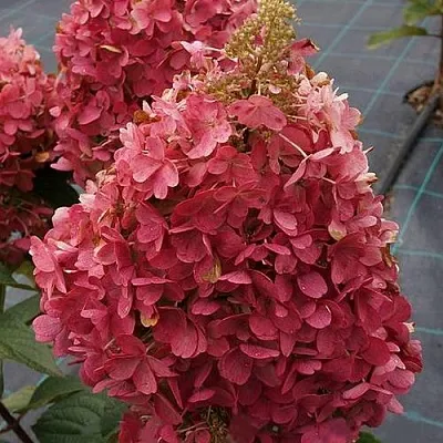 Гортензия КАНДЕЛАЙТ метельчатая  Гортензия КАНДЕЛАЙТ метельчатая в Саратове