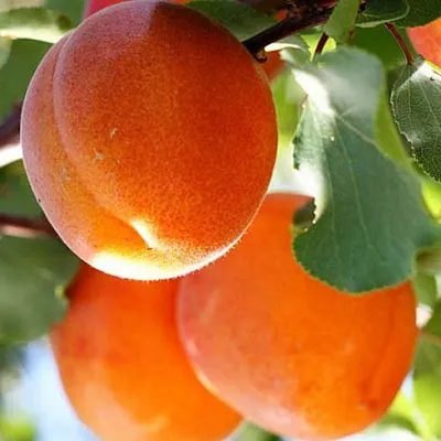 Абрикос в Саратове