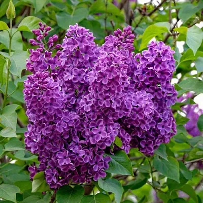 Сирень СУМЕРКИ  Сирень СУМЕРКИ в Саратове