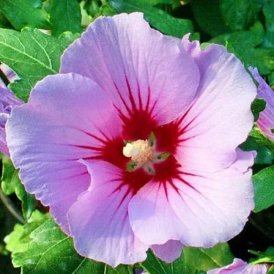 Гибискус ПИНК ФЛИРТ сирийский в Саратове