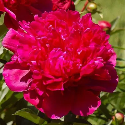 Пион БИГ БЕН травянистый  Пион БИГ БЕН травянистый в Саратове