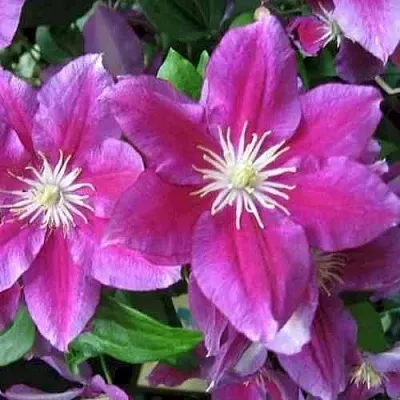 Клематис ХАНИЯ  Клематис ХАНИЯ в Саратове