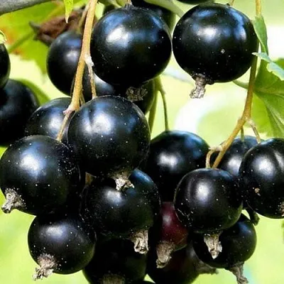 Смородина чёрная СОКРОВИЩЕ в Саратове