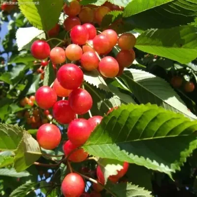 Черешня БРЯНСКАЯ РОЗОВАЯ в Саратове