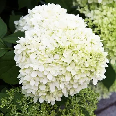 Гортензия УАЙТ ЛЕДИ метельчатая  Гортензия УАЙТ ЛЕДИ метельчатая в Саратове