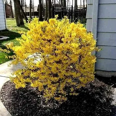 Форзиция ЛЕДНОГОРА промежуточная в Саратове