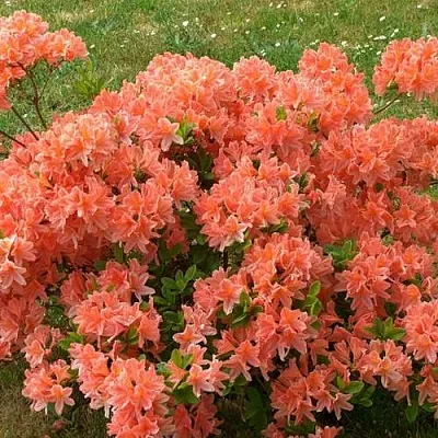 Рододендрон ЯПОНСКИЙ ОРАНЖЕВЫЙ  Рододендрон ЯПОНСКИЙ ОРАНЖЕВЫЙ в Саратове