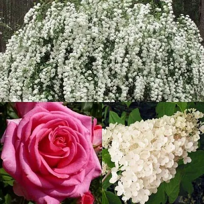 Комплект ВЕЧНАЯ КЛАССИКА в Саратове