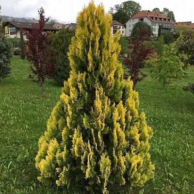 Туя ЕЛЛОУ РИББОН западная в Саратове