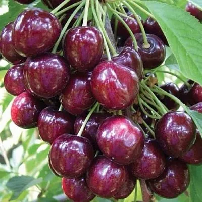 Черешня СЭМ колонновидная  Черешня СЭМ колонновидная в Саратове