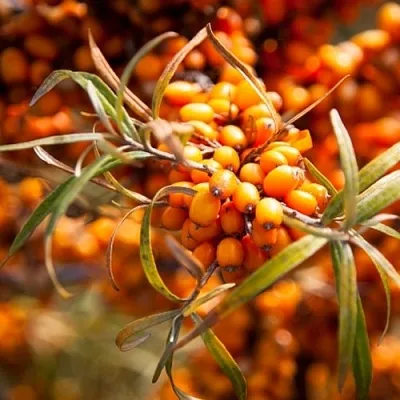 Облепиха ФИНСКАЯ в Саратове