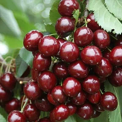 Черешня СИЛЬВИЯ колоновидная  Черешня СИЛЬВИЯ колоновидная в Саратове