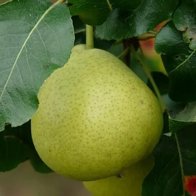 Груша САНРЕМО колонновидная  Груша САНРЕМО колонновидная в Саратове