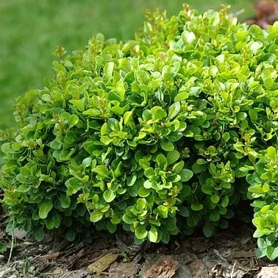 Барбарис КОБОЛЬД тунберга  Барбарис КОБОЛЬД тунберга в Саратове